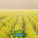 Thursday Plantation Tea Tree Foot Powder 100g